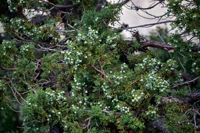 Alligator-Juniper is a native perennial shrub or tree with a single trunk. Plants are dioecious and have both pollen and seed cones. Juniperus deppeana 